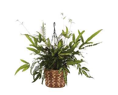 Hanging Basket with Ferns
