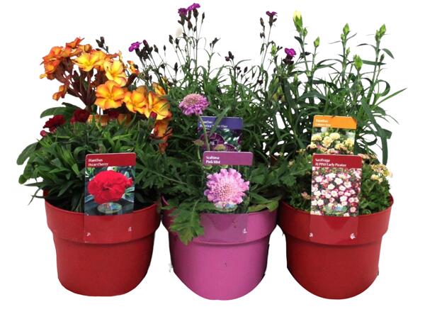 Spring Perennial Selection