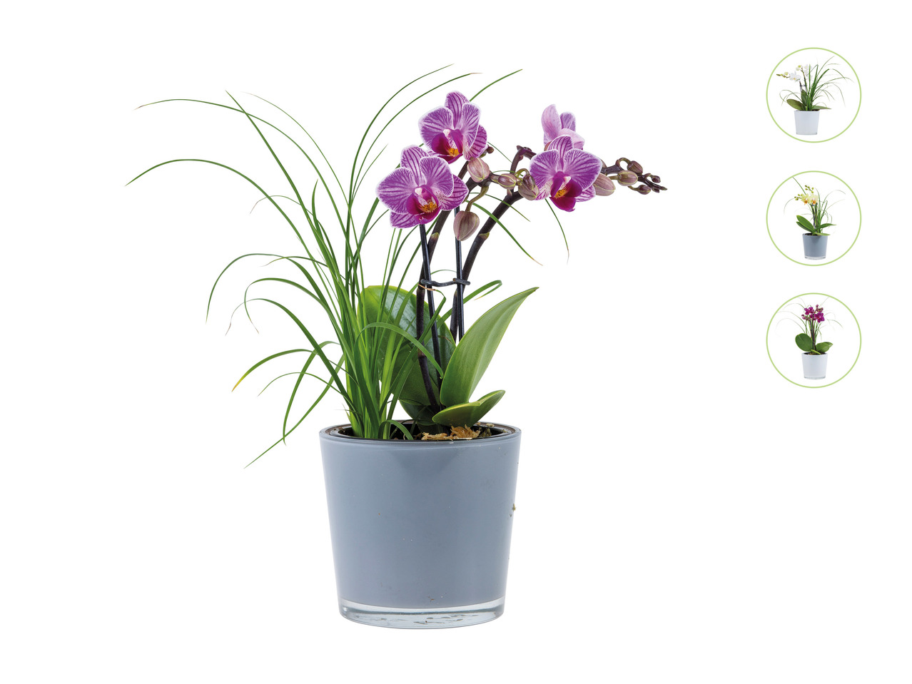 Orchids in Glass Pot1