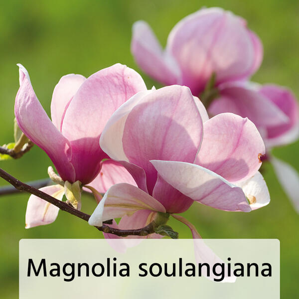 Magnolie