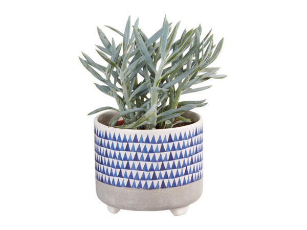 Green Plants in Blue Ceramic