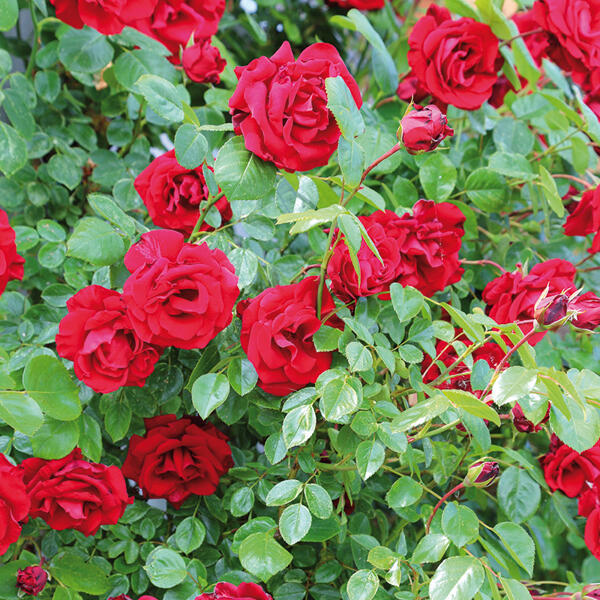 Hochstamm Rose