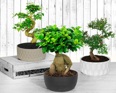 Bonsai
