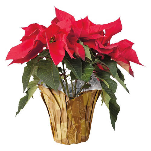 6" Poinsettias - Assorted Color