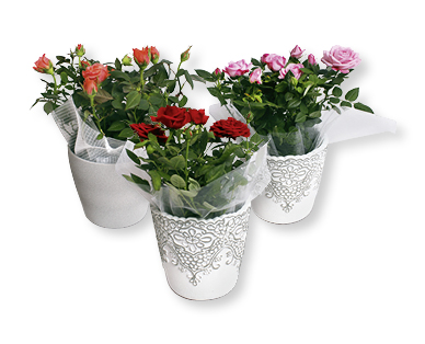 Rose in vaso esclusivo