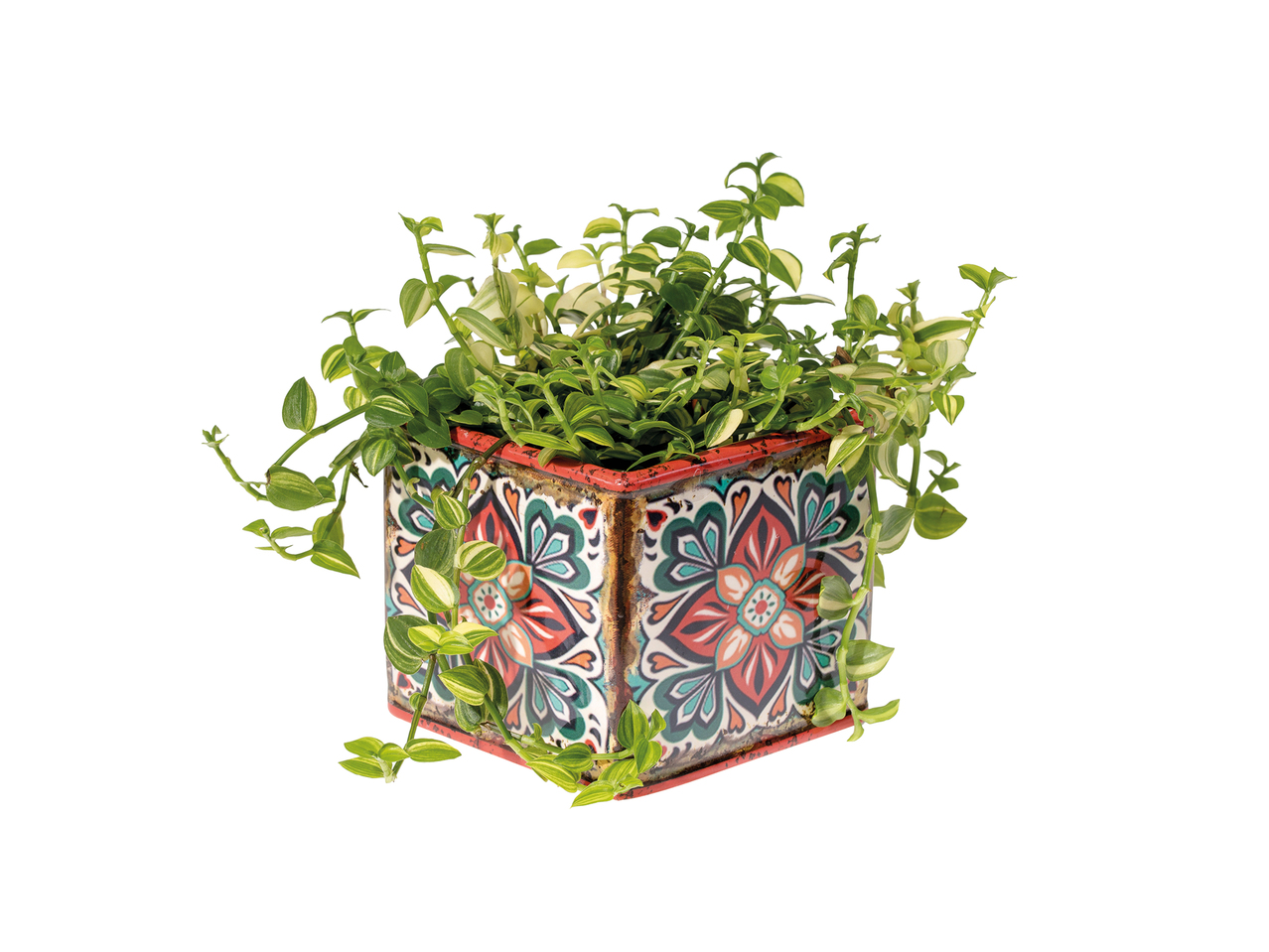 Green Plant in Decorative Ceramic Pot1