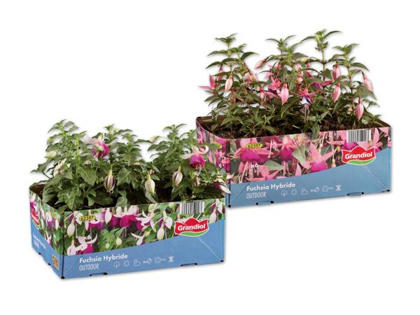 Fuchsien 6er Tray