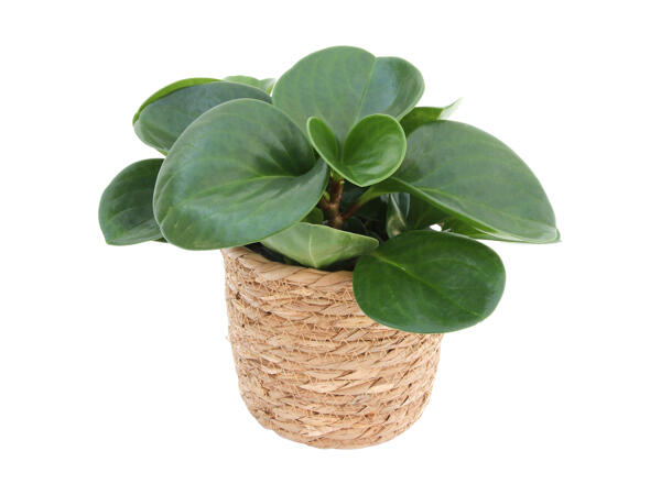 Peperomia i kurv