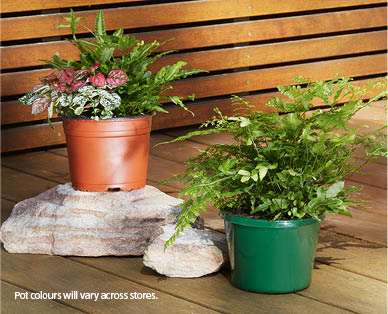 Assorted Fern Planters 155mm