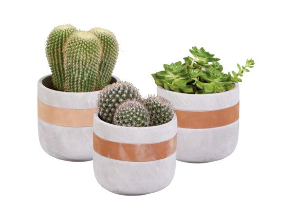 Succulent