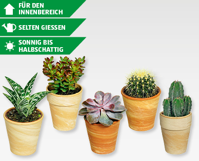 Kakteen und Sukkulenten im Terracottatopf