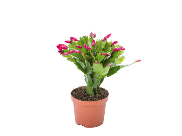 Christmas Cactus