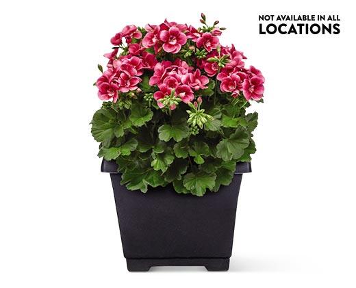 8" Patio Planter Assorted Varieties