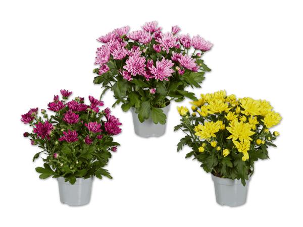 Chrysantheme „Garden Mums"