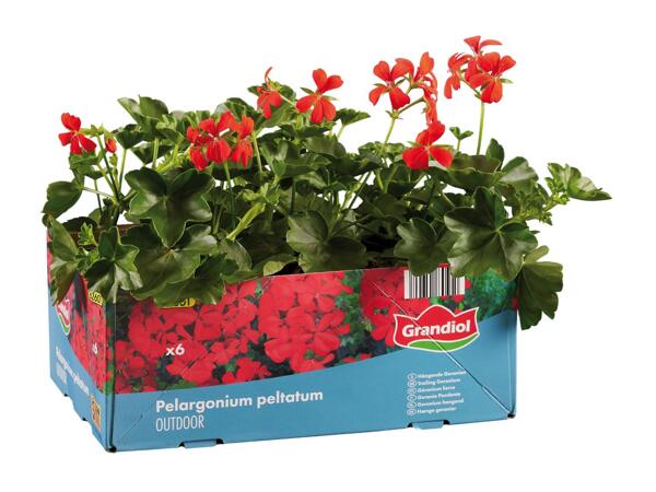 Trailing Geranium