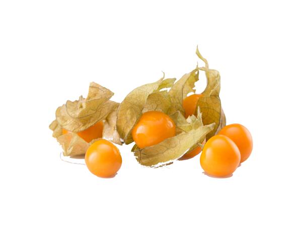 Physalis