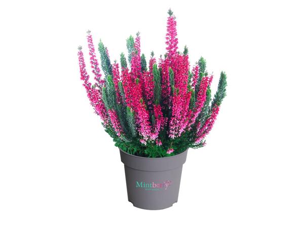 CALLUNA MINT-BERRY