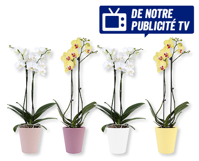 Phalaenopsis dans un pot de céramique estival