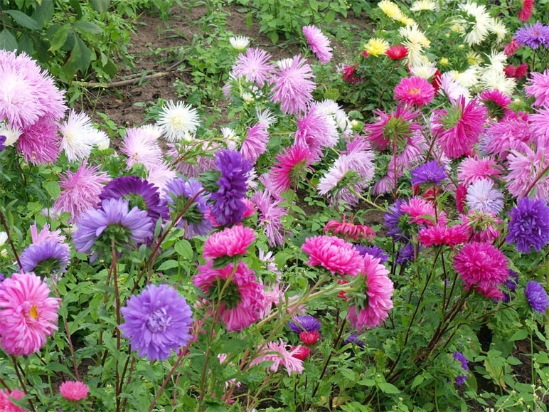 Aster d'été (dès 25.8.)