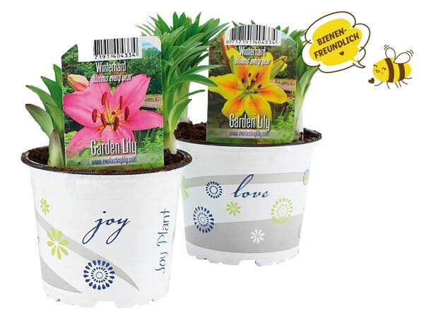 Gartenlilie