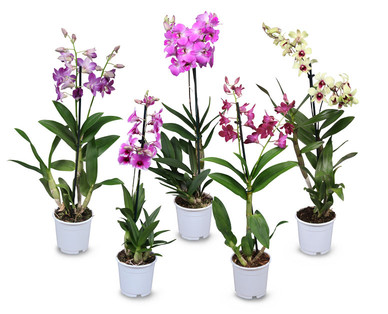 Orchidee ‚Sa Nook'