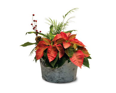 Poinsettia Centerpiece
