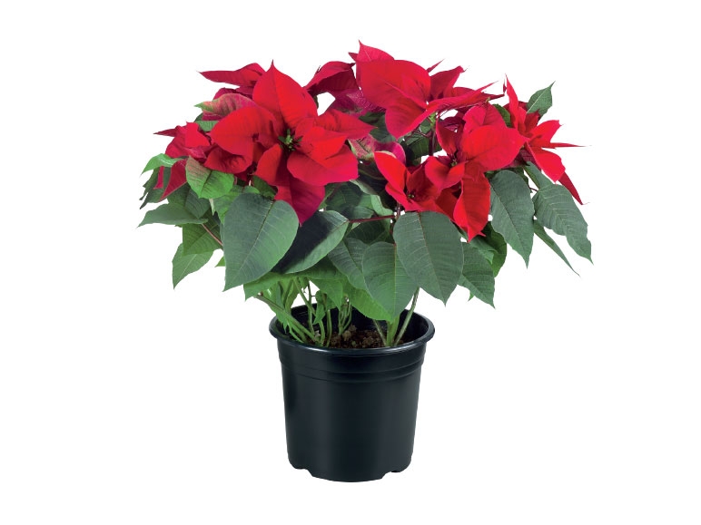 Deluxe Christmas Poinsettia