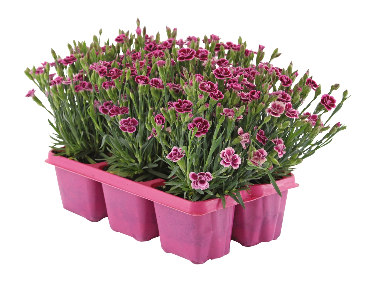 Garofano "Pink Kisses"