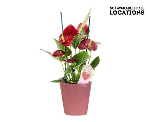 5" Anthurium