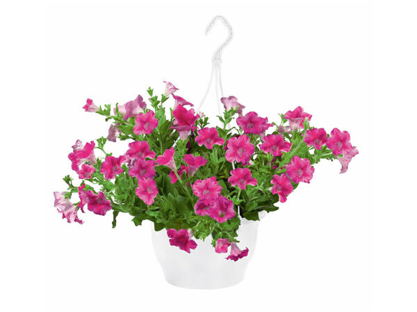 Plantes à suspendre