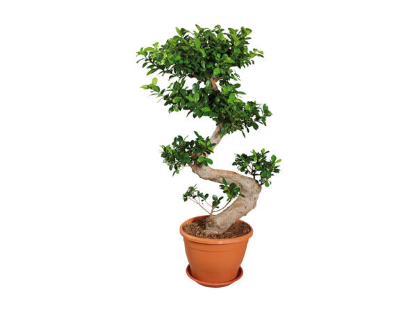 Ficus Ginseng