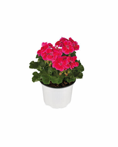 Bee Happy Plants 12cm