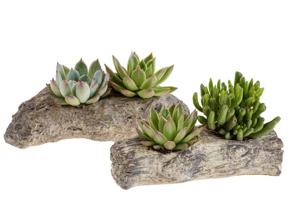 Succulent