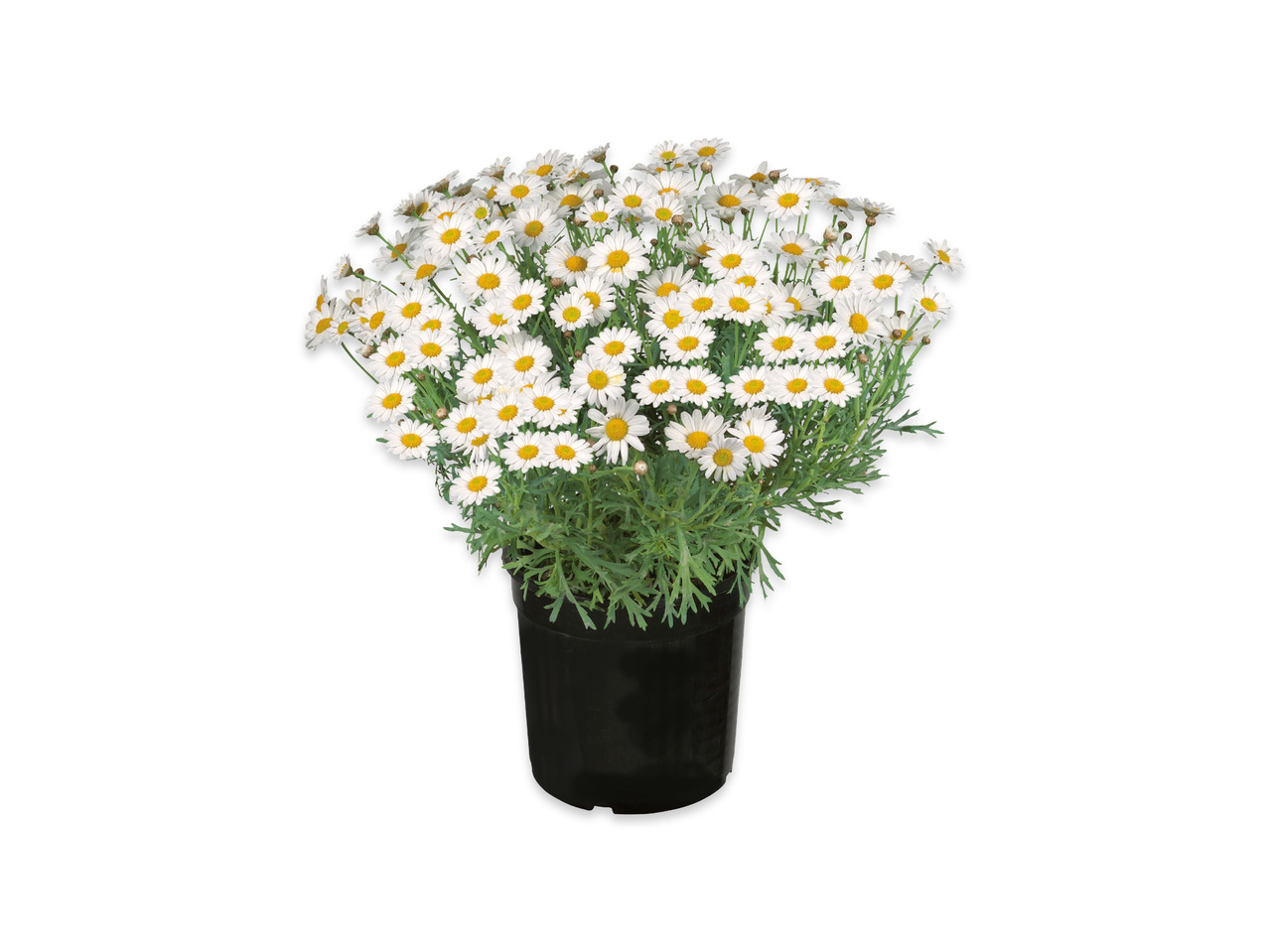 Margeriter