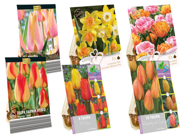 Frühjahrsblumenzwiebeln Premium
