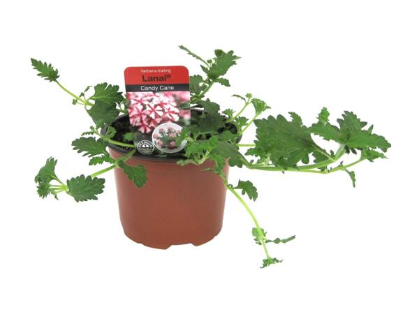 Jumbo Basket Plants