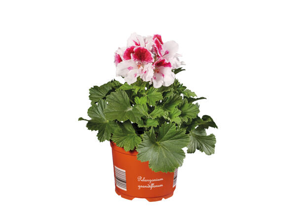 Geranium Grandiflorum