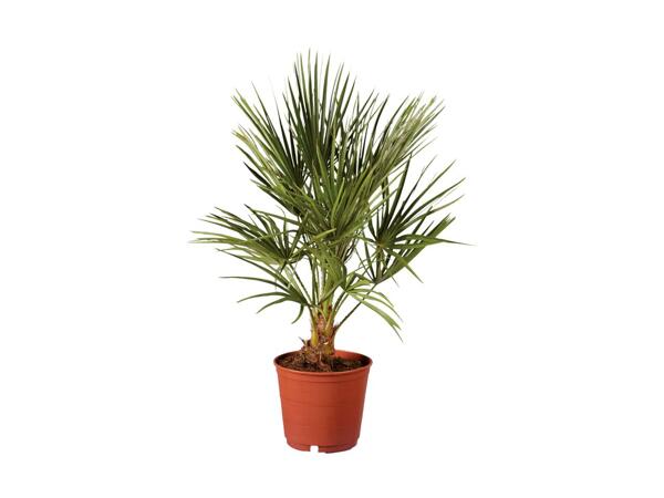 Palme