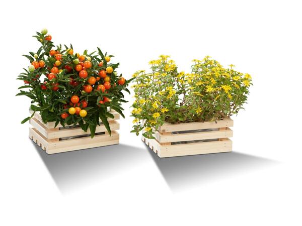 Parkside Wooden Planter Set - Set of 2 - Light