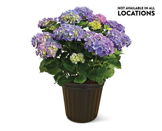 8" Hydrangea Assorted Colors