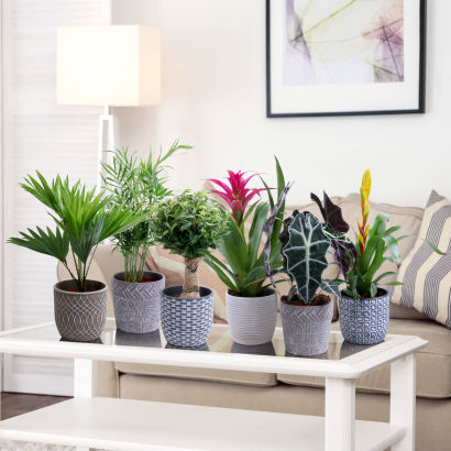 Plante i keramikskjuler