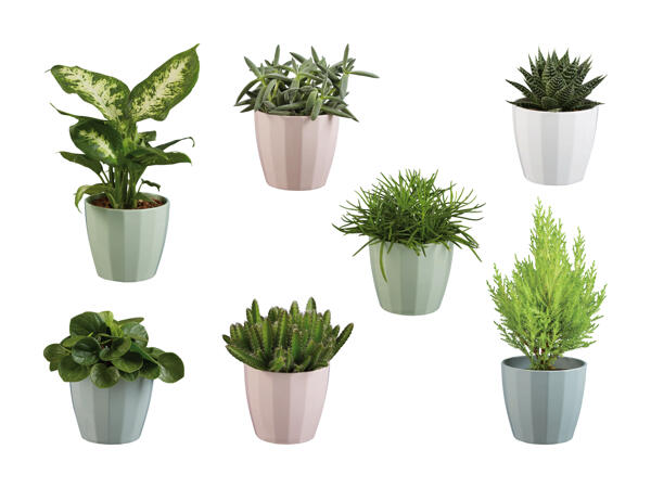Plantes vertes dans un pot en céramique