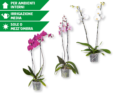 Phalaenopsis XXL