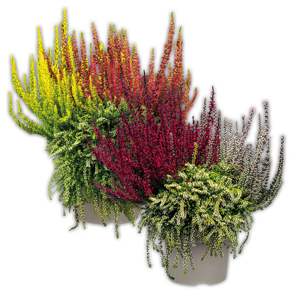Calluna vulgaris Trio Girls Special