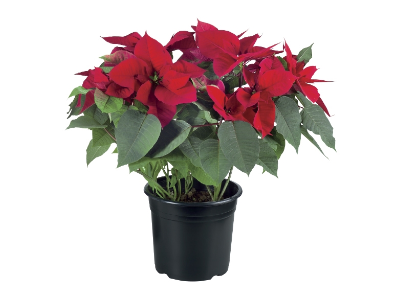 Christmas Poinsettia