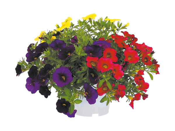 Calibrachoa