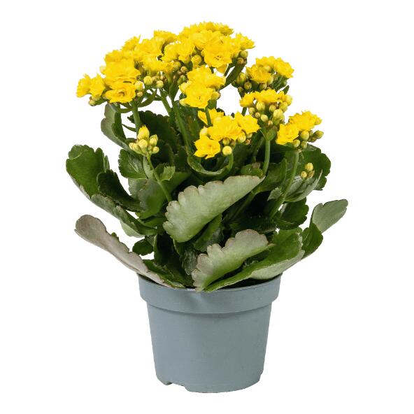 GARDENLINE(R) 				Kalanchoe