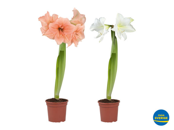 Amaryllis i röd zinkkruka