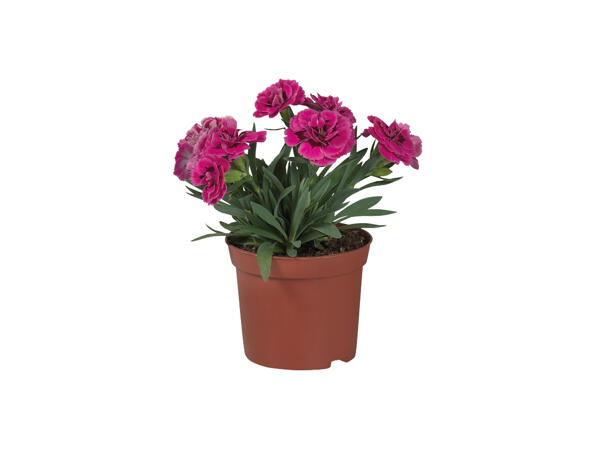 Dianthus