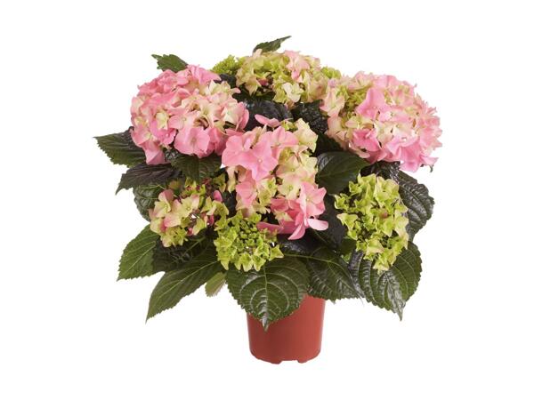 Hortensia